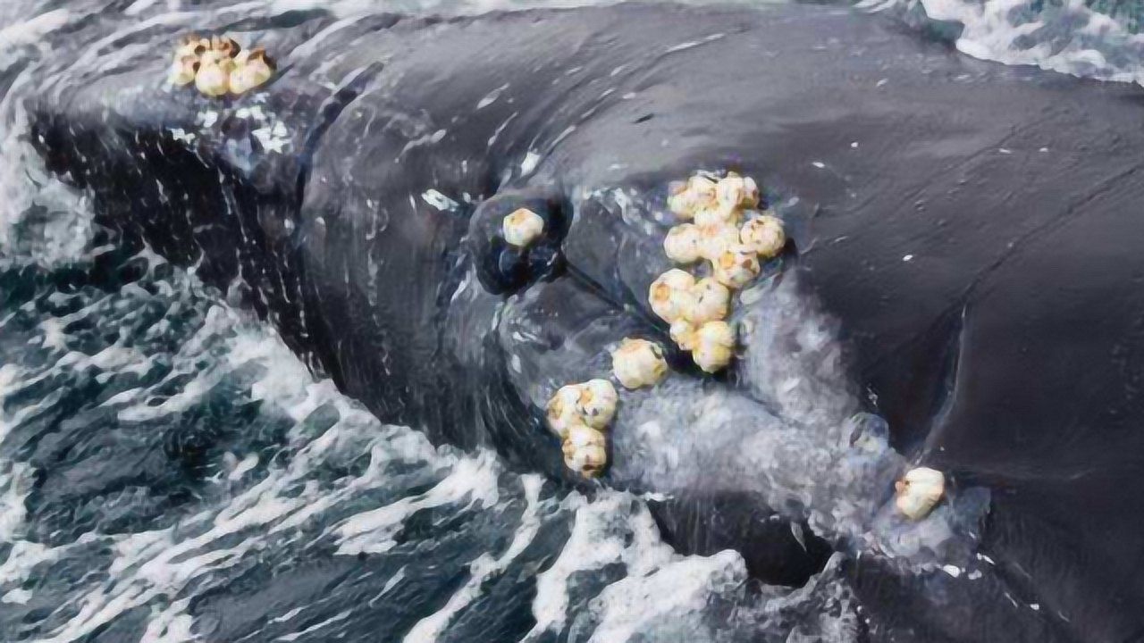 鲸鱼清理藤壶过程图片