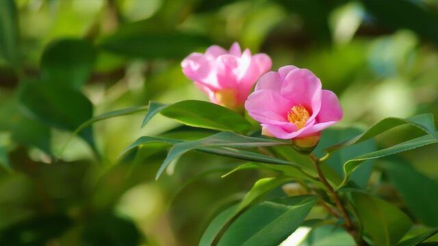 适合冬季养的花——茶梅,养护简单还耐寒,开花颜色艳丽