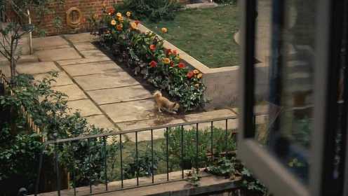 《后窗》邻家小狗总在刨花园里的土，下边究竟埋了什么？