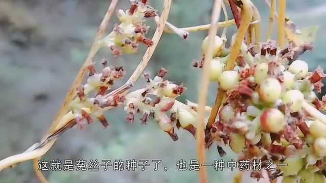 农村缠人的“菟丝子”,却被城里人当宝贝一样喜欢,有很高药用价值