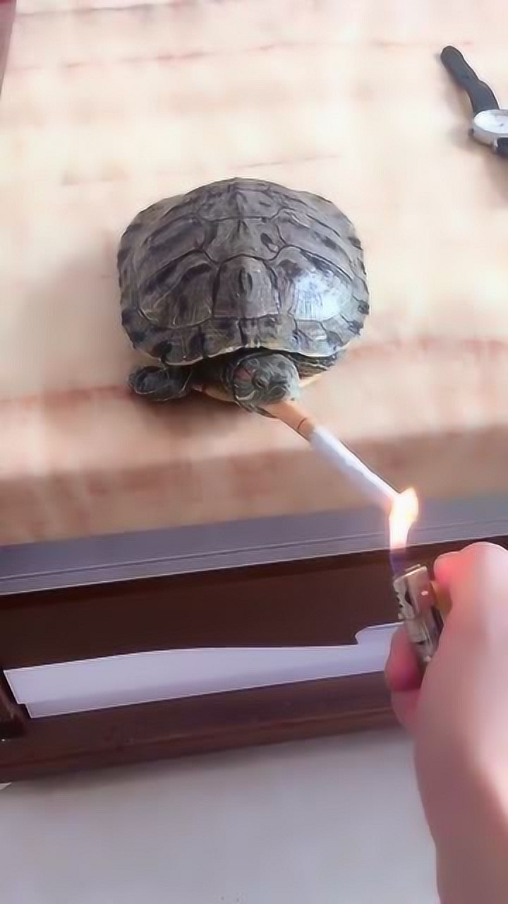 往乌龟的嘴巴里放根烟,用打火机点燃之后,乌龟的反应你想象不到_高清1080P在线观看平台_腾讯视频
