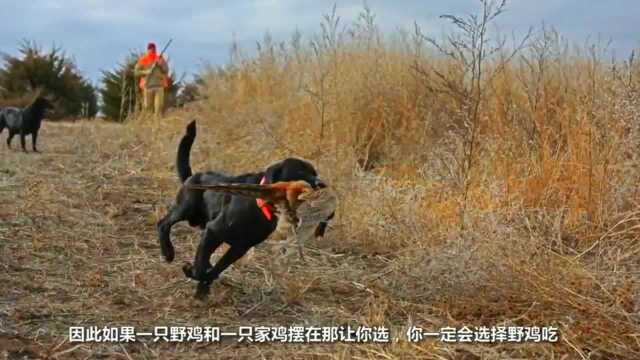 全民“野鸡”户外运动, 政府下令 每捉一只野鸡立即奖励200元!