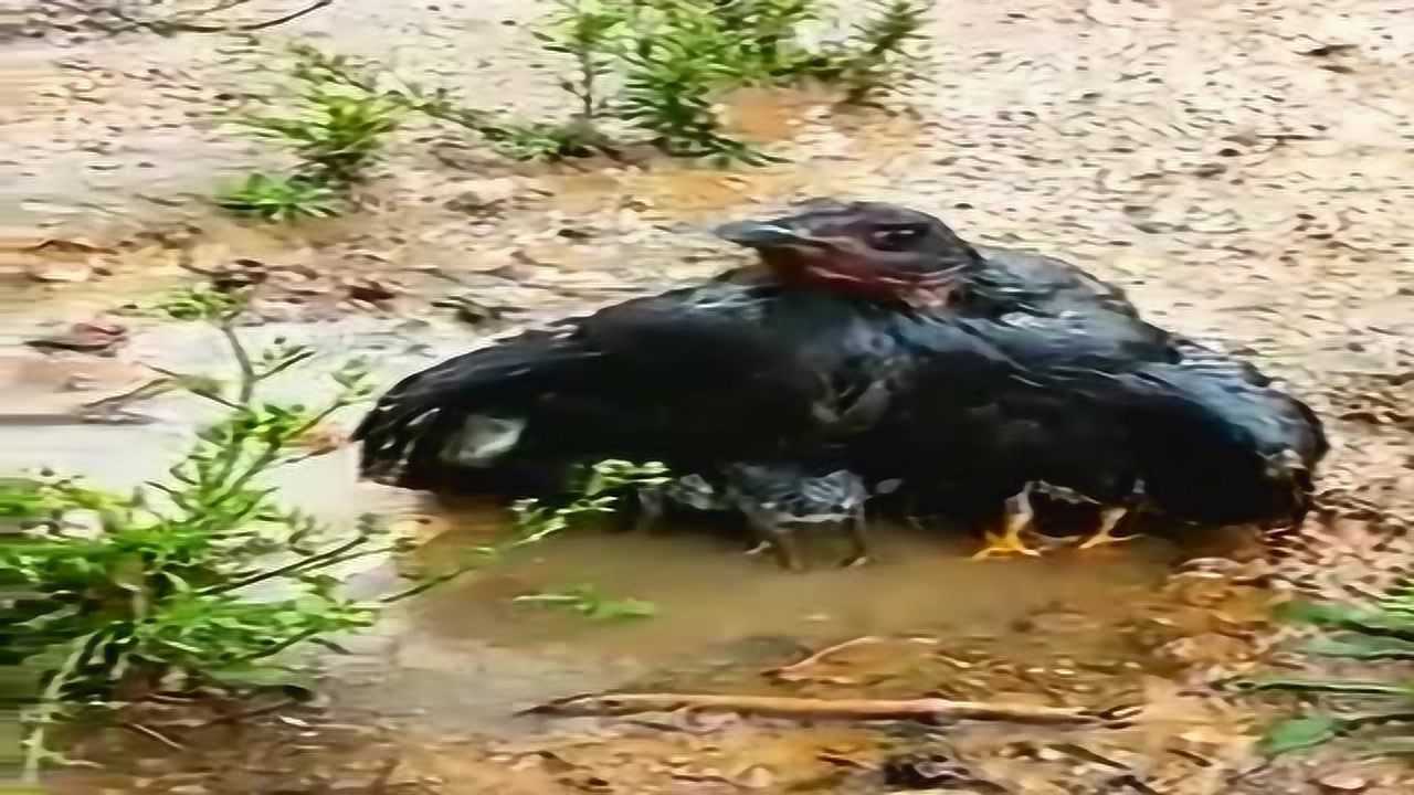 大雨中,为了保护翅膀下的小鸟们,鸟妈妈浑身都湿透了!_高清1080P在线观看平台_腾讯视频