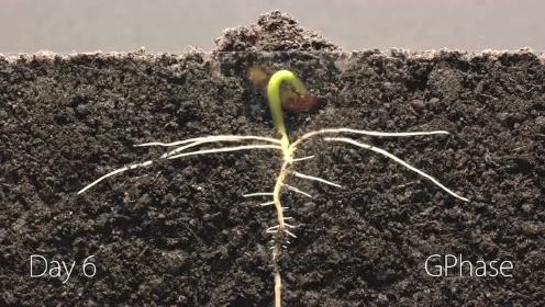 用25天的时间 记录一颗菜豆种子发芽破土、长成植株的全过程
