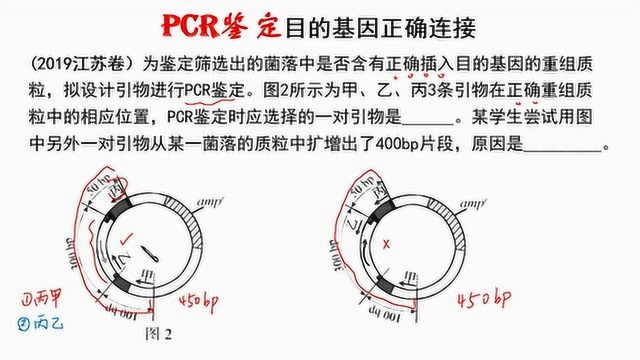 高中生物微课:PCR鉴定目的基因正确连接