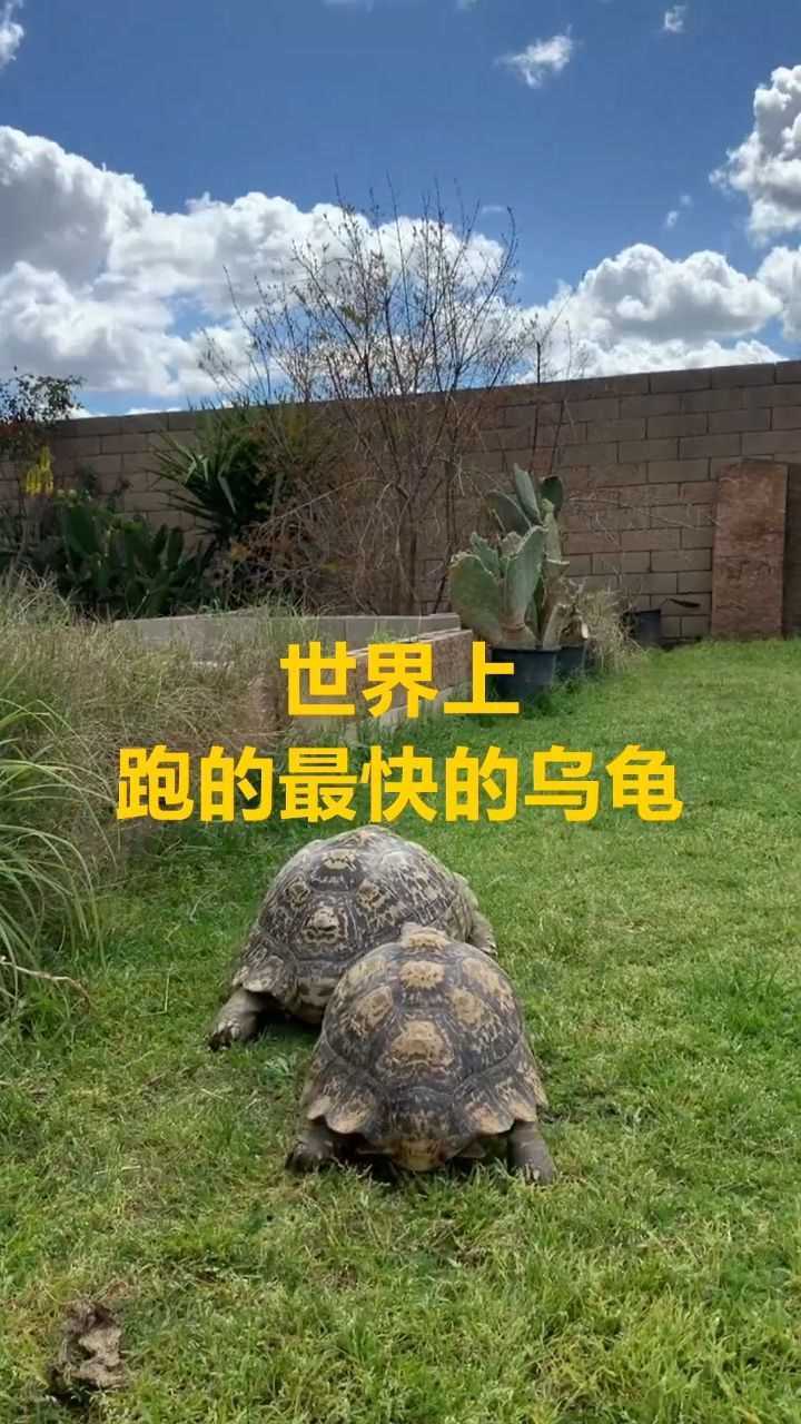世界上跑的最快的乌龟,速度是普通乌龟的2倍,被誉为龟界博尔特