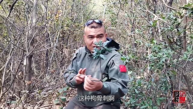 农村东哥上山挖枸骨树做盆景,为什么有的树不结果,难道分公母吗