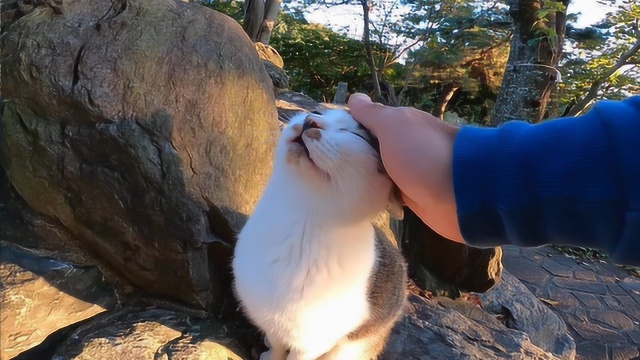 夕阳下的流浪猫,看着都觉得好可爱,要善待这些被遗落的精灵!