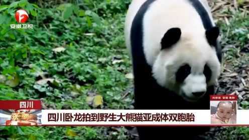 纪录被打破了！四川卧龙拍到野生大熊猫亚成体双胞胎