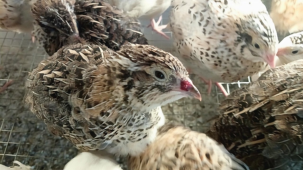 小鹌鹑打架怎么办,打的头破血流怎么处理?