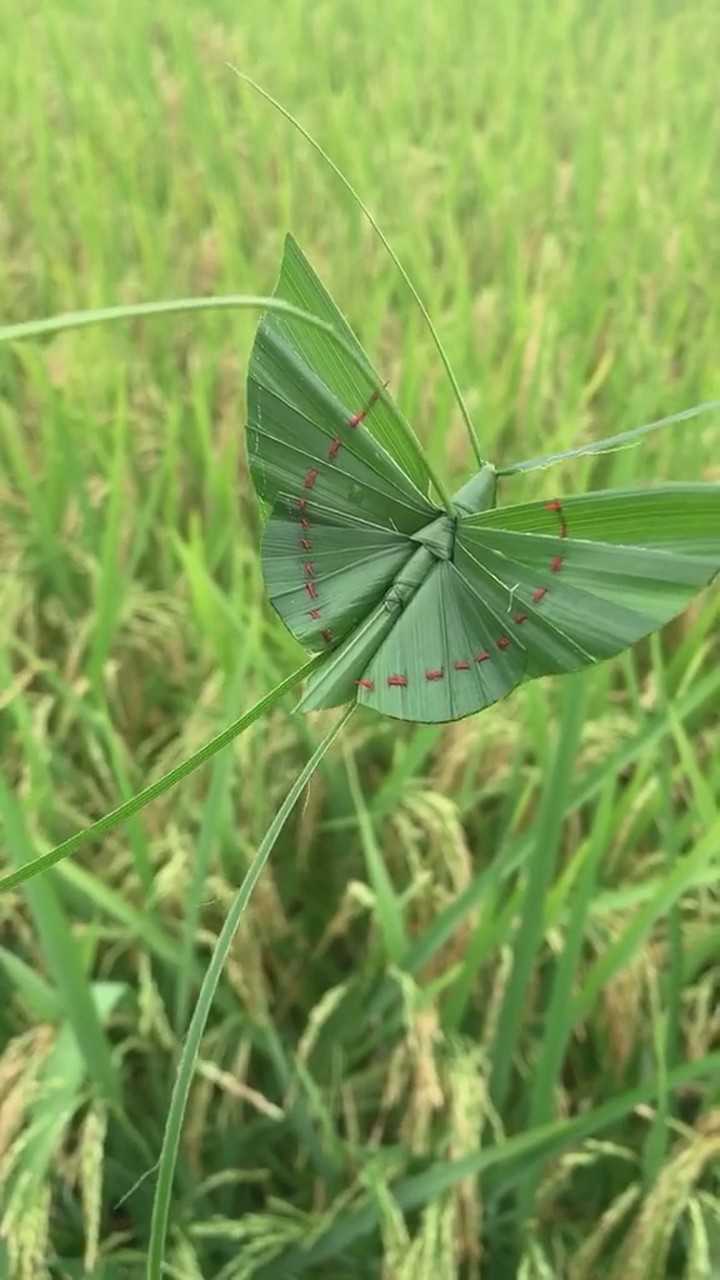 用草编一个好看的蝴蝶很简单哦
