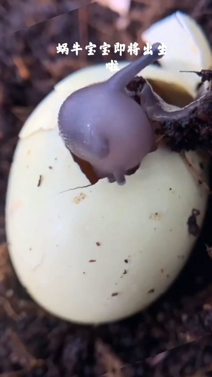原来蜗牛也是蛋孵的!自己吃光自己的壳