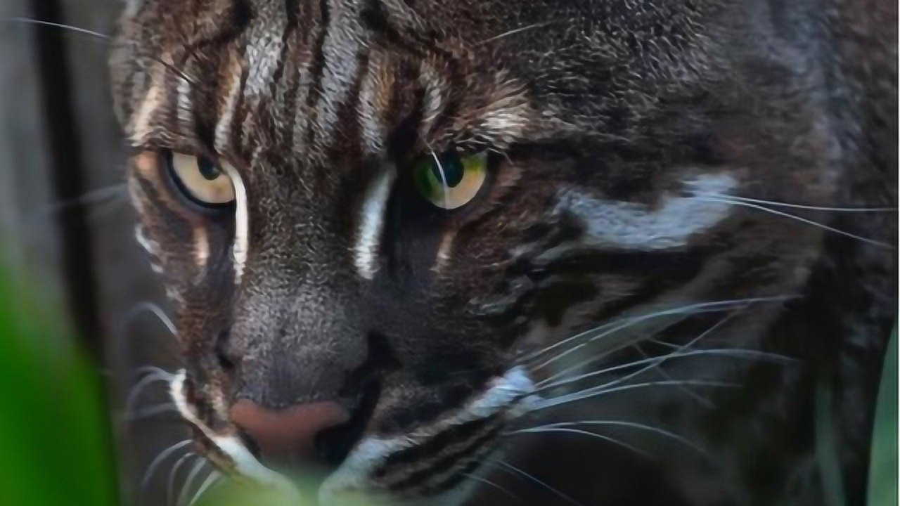 能够轻松杀死老虎的彪到底长什么样子在我国仅有3只