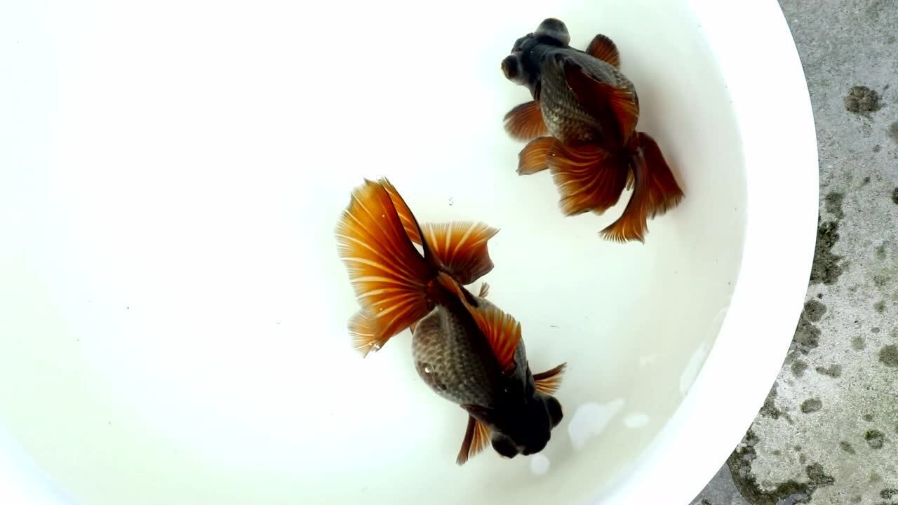 β_Ѷ