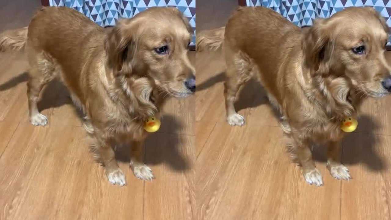 狗子做贼心虚,心知肚明