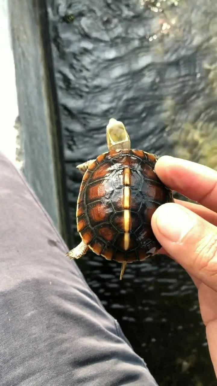 可爱的黄缘龟宝宝,果然乌龟还是小时候好看一点