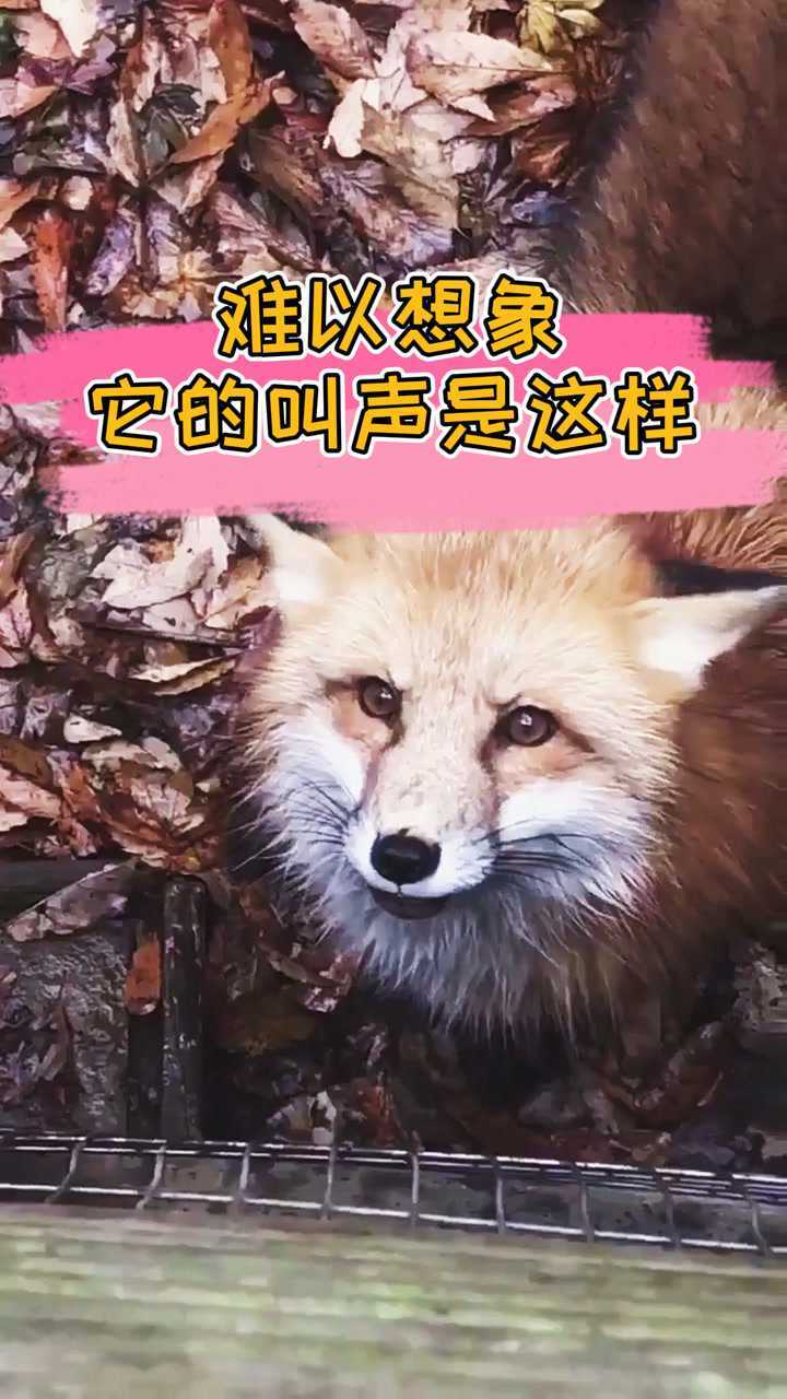 你肯定不知道狐狸的叫声是这样的吧我也是第一次听见