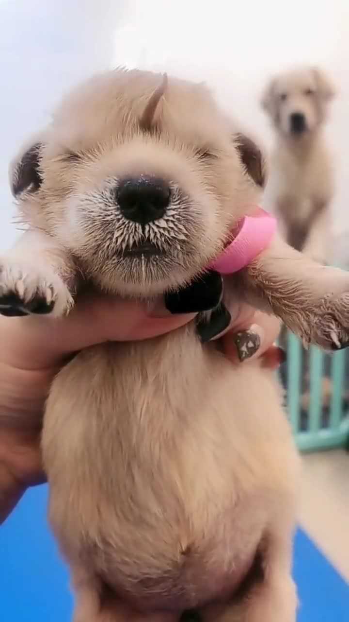 发型可爱的狗狗_腾讯视频