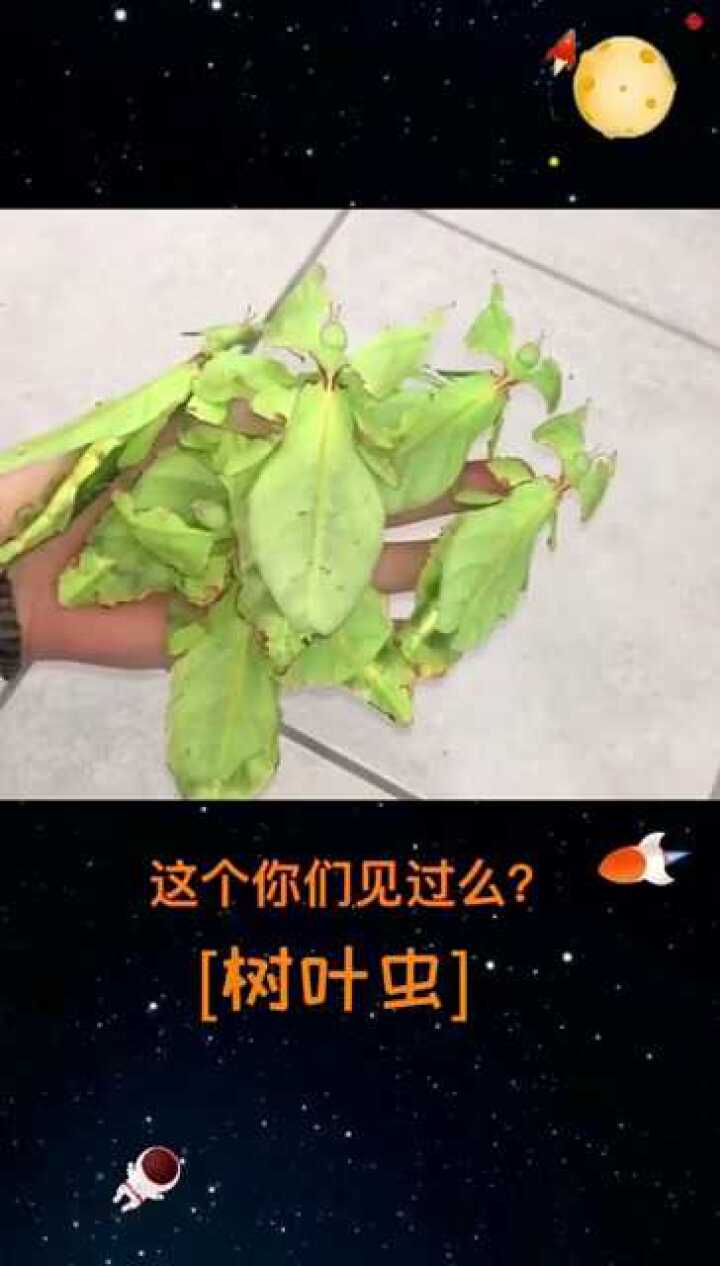 你们见过吗树叶虫
