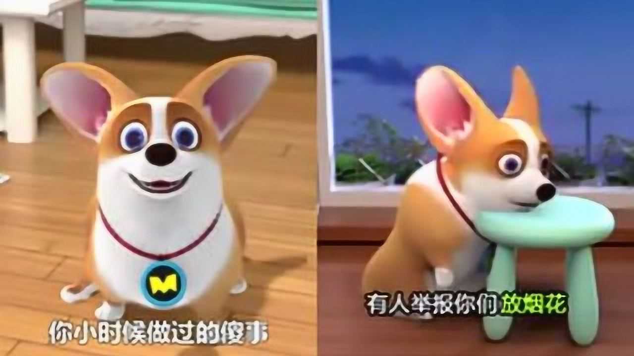 飞狗moco:小主人活该被柯基坑.