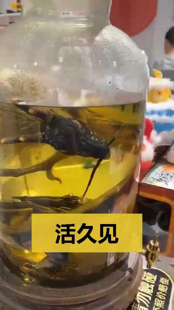 原来传说中的龙真的存在,但为什么泡酒?