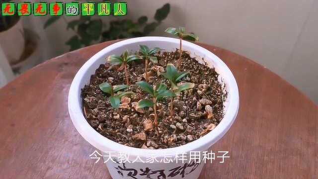 四步教你用苹果籽种出苹果苗