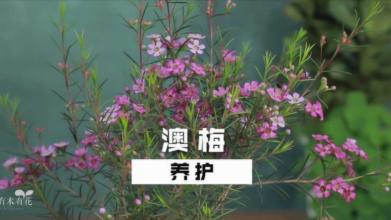 澳梅的种植和养护_高清1080P在线观看平台_腾讯视频