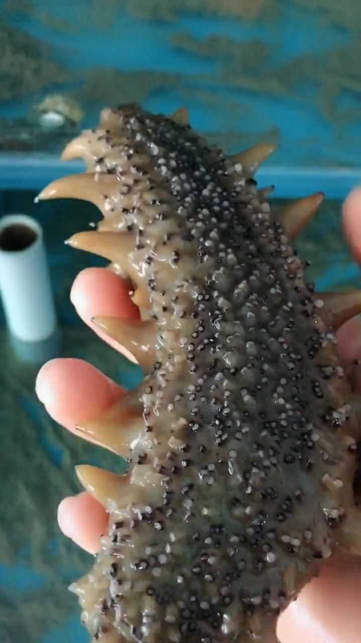 一个超级大的海参它爬行的时候是用底部爬行并且走得非常的慢