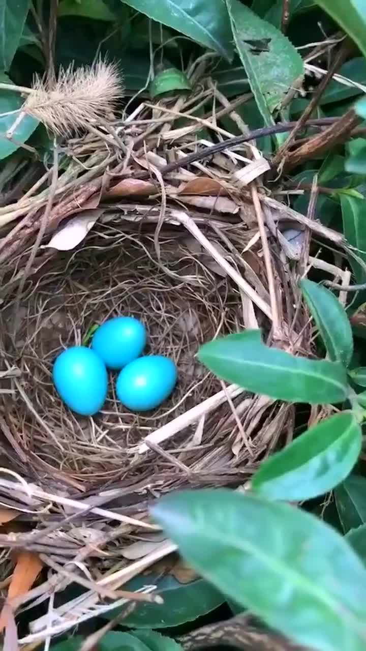 画眉鸟的蛋确实好看