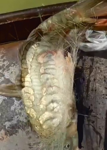 这就是传说中的金背鲤鱼?被富人看见肯定得买回去,身份的象征啊