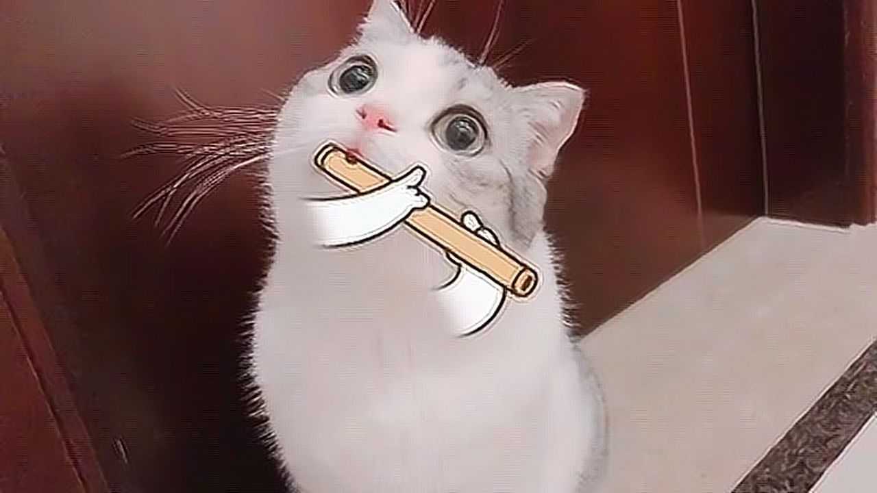 泡芙给大家表演一个吹笛子吧!