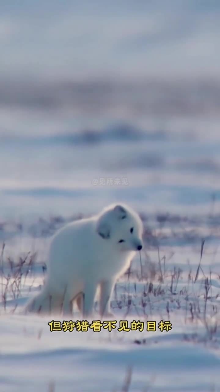 北极狐独特的捕猎方式原谅我不厚道地笑了