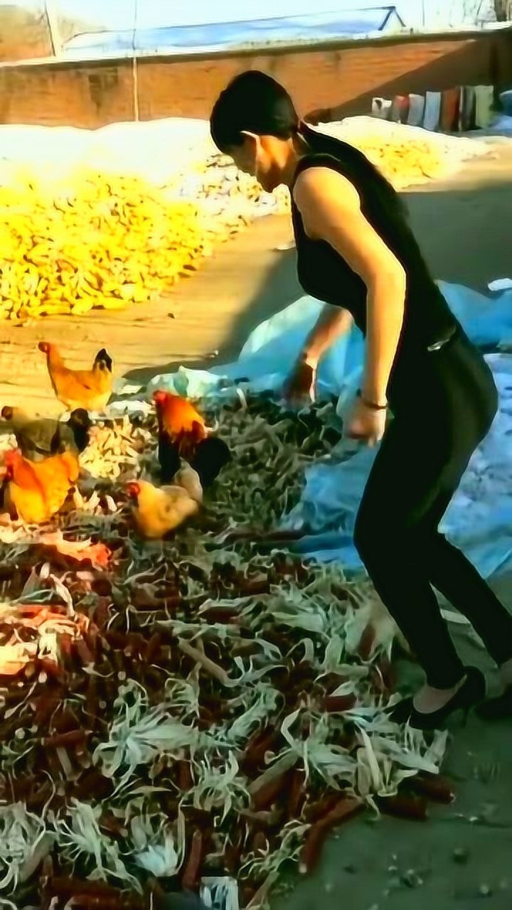 农村美女徒手抓鸡,厉害了!