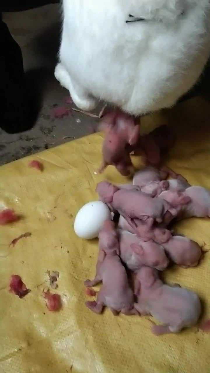 这只兔子是第二次生产,这一次有点难产,兔妈妈真是辛苦了