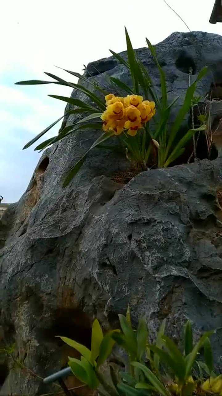水目山石缝里长出的兰花!