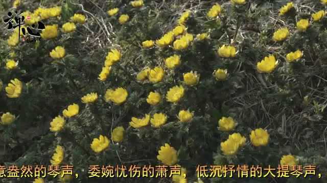 经典纯音乐《四季风景》古琴与箫演奏,唯美风景,回味无穷!