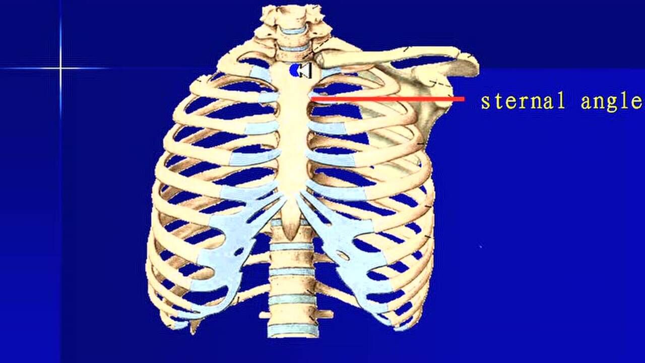 系统解剖学概况胸骨和肋_腾讯视频