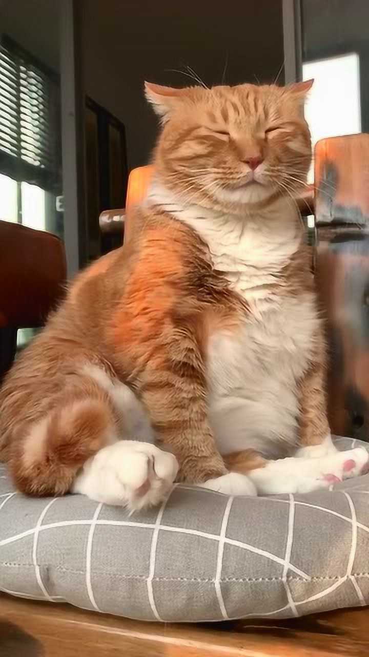 这么嚣张的坐姿这个大橘猫是要成精吗网友太可爱了