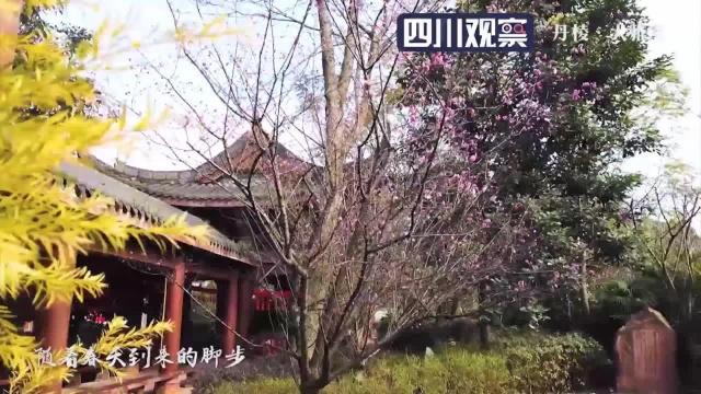 花开天下 | 丹棱:大雅堂里赏春光