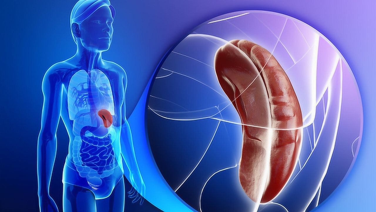 为什么说脾为后天之本？脾脏的功能是什么？中医熊露医生与您分享_高清1080P在线观看平台_腾讯视频