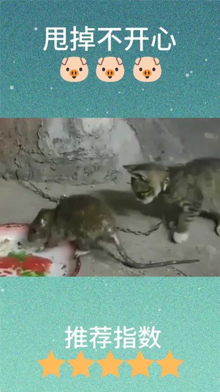 这是我们南方的老鼠我想看看你们北方的必须是视频哈哈哈