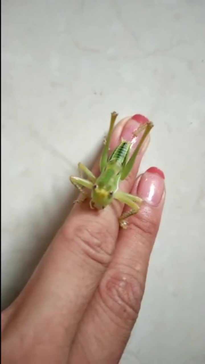 第一次见这种幼虫蝈蝈,颜色晶莹剔透,好漂亮啊!