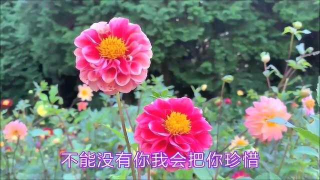 风语 一曲《爱的印记》听一次感动一次,好听极了!