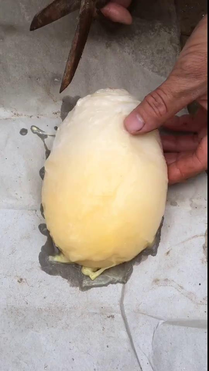 鸡肚子里竟然有个一斤多重的蛋!