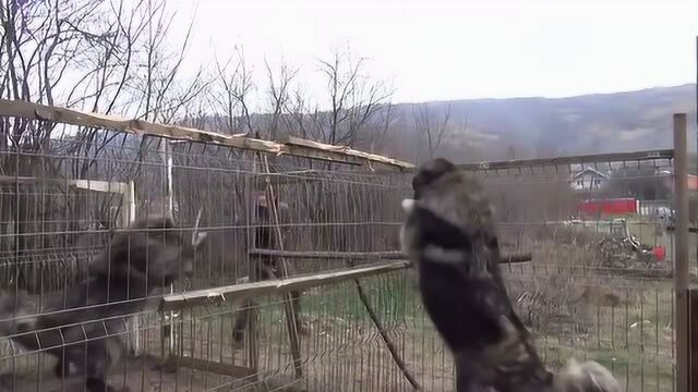 男子挑衅块头超大的高加索犬,霸气程度简直不输藏獒!