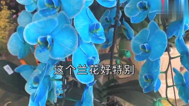 深圳深港花卉中心基地,开店卖花的一年赚几十万,赚发了都