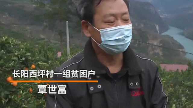 湖北柑农20万斤春柑愁销路 爱心企业伸援手爱心认购