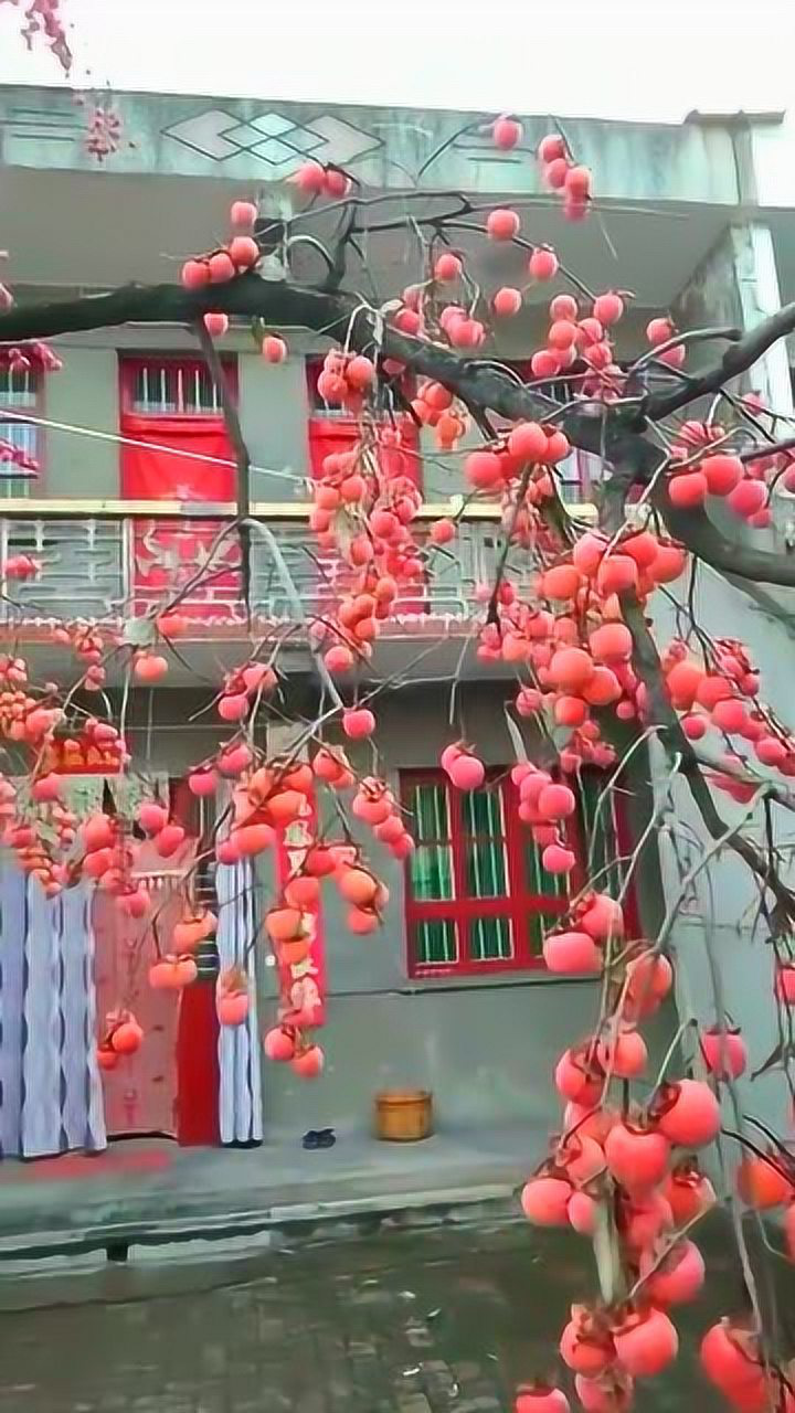 乡下老家院子里的柿子树今年又是硕果累累