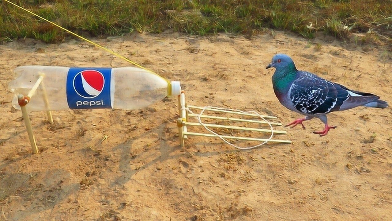 荒野中小朋友用百事可乐做陷阱捕捉鸽子你认为能成功吗