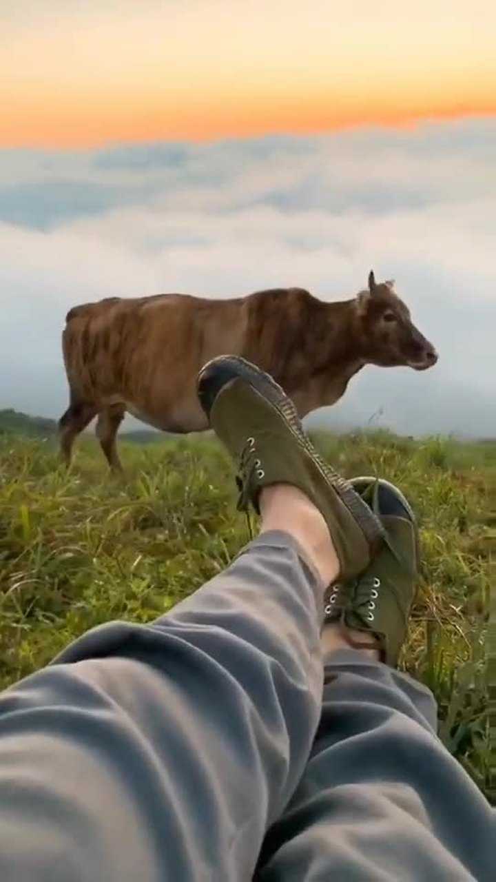 回家放牛真是笑话